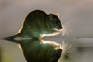 Rat Infestation Cleanup Fort Worth, Texas